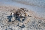 DSC_8493.jpg