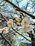 sakura.jpg