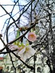 sakura1.jpg