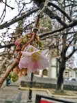 sakura3.jpg