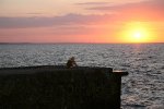 IMG_2016_одиночество+резкостьWEB.jpg