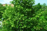 DSCF3770.JPG