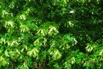 DSCF3771.JPG