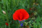 DSC09933.JPG