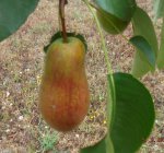 DSCF4079.JPG