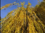 IMG_20201113_122901.jpg