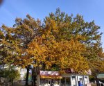 IMG_20201113_150535.jpg