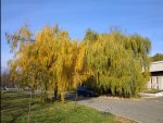 IMG_20201113_150446.jpg