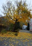 IMG_20201113_155334.jpg