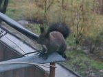 DSC02550жк.JPG