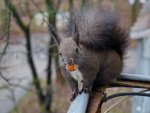 DSC02621л.JPG