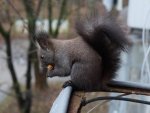 DSC02620л.JPG