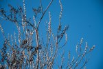 DSC_4701.jpg