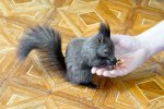 DSC04242k2.JPG