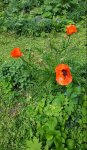 IMG_20210521_165240.jpg