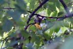 DSC08957k.JPG