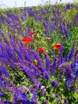 IMG-20210619-WA0007.jpg