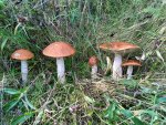IMG_20210904_110447_DRO.jpg