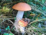 IMG_20210904_091805_DRO.jpg