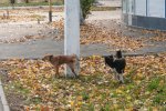 DSC_5994.jpg