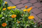 DSC_6004.jpg