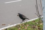 DSC_6015.jpg
